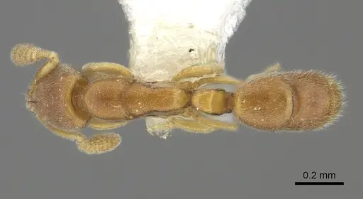 Ponera szaboi specimen CASENT0249232 image casent0249232_1
