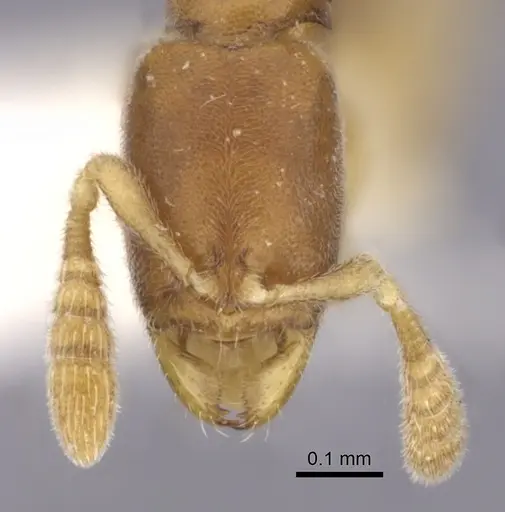 Ponera szaboi specimen CASENT0249232 image casent0249232_2