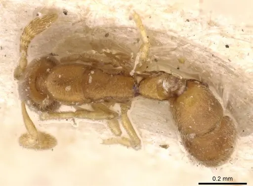 Ponera szaboi specimen CASENT0907297 image casent0907297_1