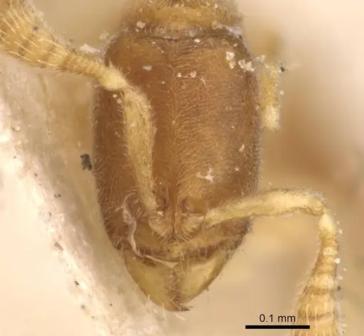 Ponera szaboi specimen CASENT0907297 image casent0907297_2