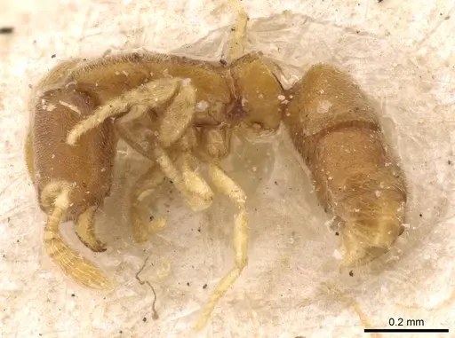 Ponera szaboi specimen CASENT0907297 image casent0907297_3
