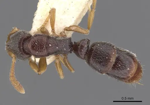 Ponera taipingensis specimen CASENT0907326 image casent0907326_1