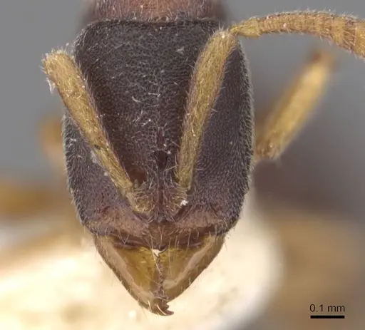 Ponera taipingensis specimen CASENT0907326 image casent0907326_2