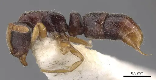 Ponera taipingensis specimen CASENT0907326 image casent0907326_3