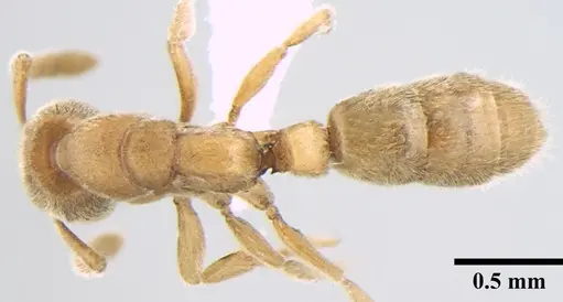 Ponera taylori specimen ANTWEB1008012 image antweb1008012_1