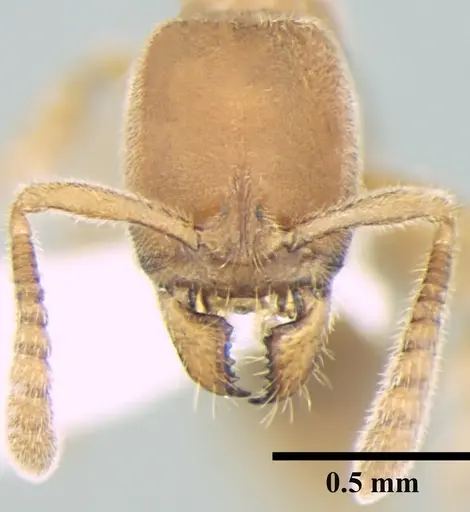 Ponera taylori specimen ANTWEB1008012 image antweb1008012_2