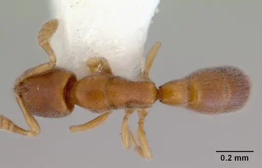 Ponera tenuis specimen CASENT0172429 image casent0172429_1