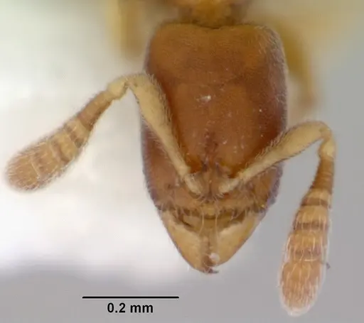 Ponera tenuis specimen CASENT0172429 image casent0172429_2