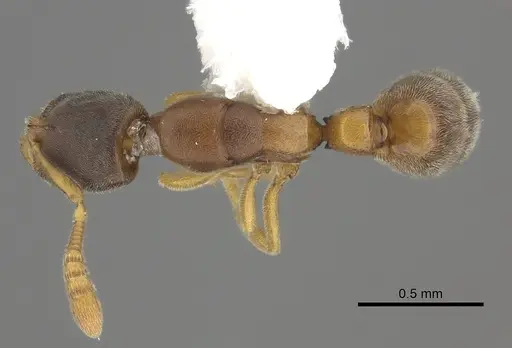 Ponera tenuis specimen CASENT0249234 image casent0249234_1
