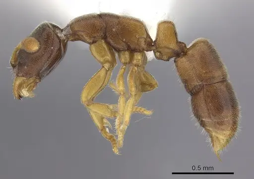 Ponera tenuis specimen CASENT0249234 image casent0249234_3