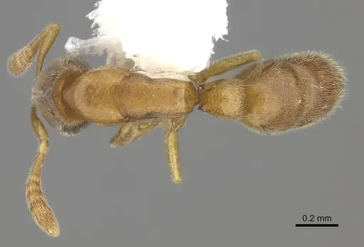 Ponera tenuis specimen CASENT0249235 image casent0249235_1