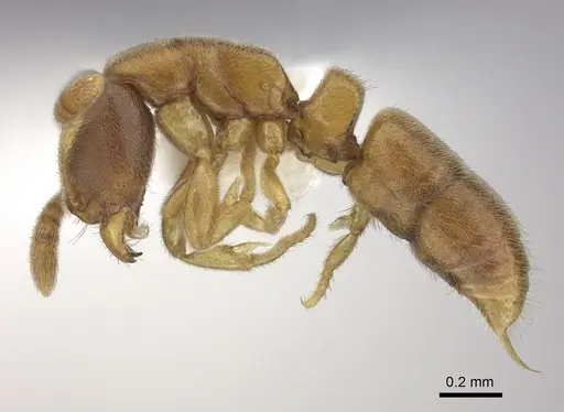Ponera tenuis specimen CASENT0249235 image casent0249235_3