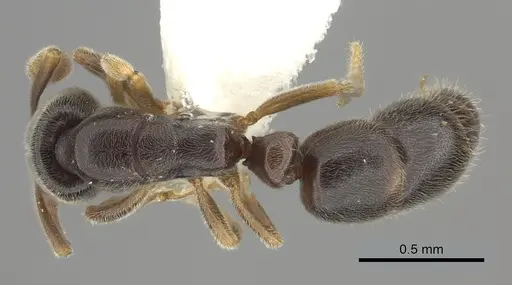 Ponera tenuis specimen CASENT0249237 image casent0249237_1