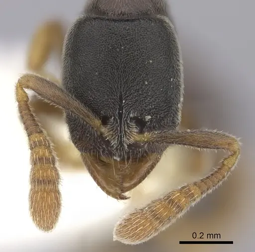 Ponera tenuis specimen CASENT0249237 image casent0249237_2