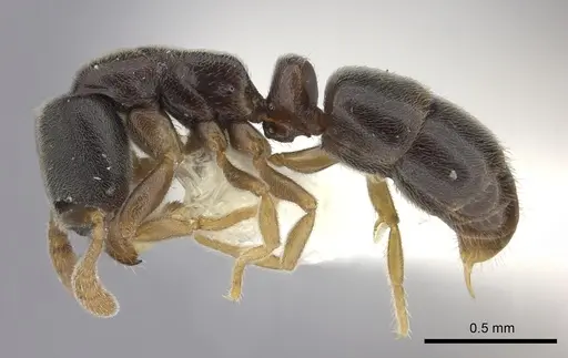 Ponera tenuis specimen CASENT0249237 image casent0249237_3