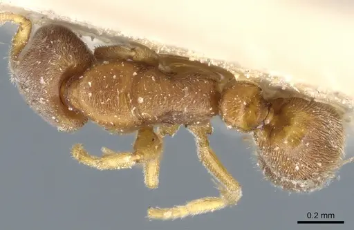Ponera tenuis specimen CASENT0903920 image casent0903920_1