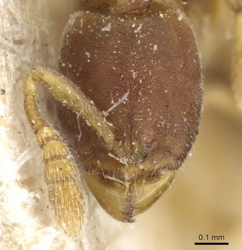 Ponera tenuis specimen CASENT0903920 image casent0903920_2