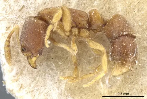 Ponera tenuis specimen CASENT0903920 image casent0903920_3
