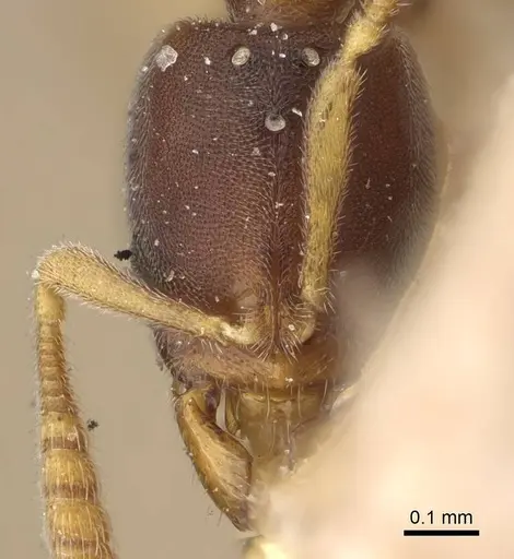 Ponera tenuis specimen CASENT0922438 image casent0922438_2