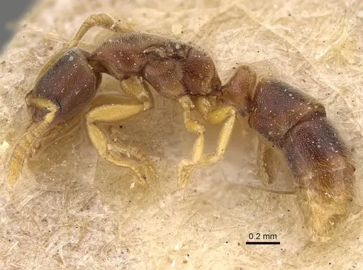 Ponera tenuis specimen CASENT0922438 image casent0922438_3