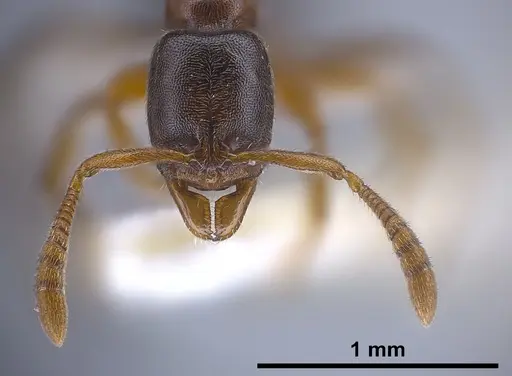 Ponera testacea specimen ANTWEB1041370 image antweb1041370_1