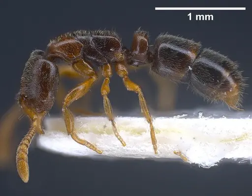 Ponera testacea specimen ANTWEB1041370 image antweb1041370_2