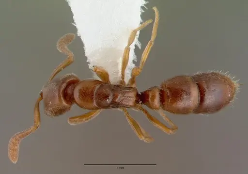 Ponera testacea specimen CASENT0008634 image casent0008634_1