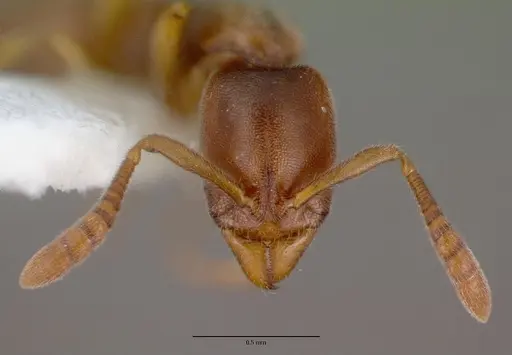 Ponera testacea specimen CASENT0008634 image casent0008634_2