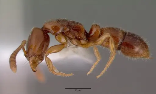 Ponera testacea specimen CASENT0008634 image casent0008634_3