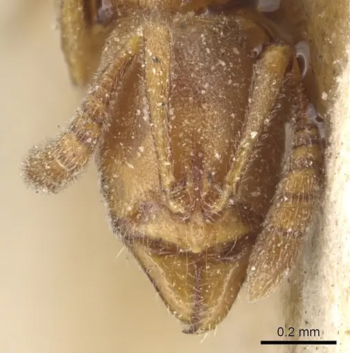Ponera testacea specimen CASENT0903903 image casent0903903_2