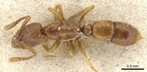 Ponera testacea specimen CASENT0903904 image casent0903904_1