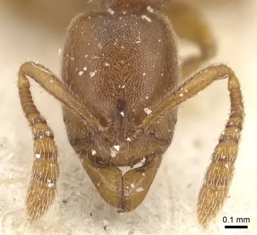 Ponera testacea specimen CASENT0903904 image casent0903904_2