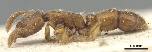 Ponera testacea specimen CASENT0903904 image casent0903904_3