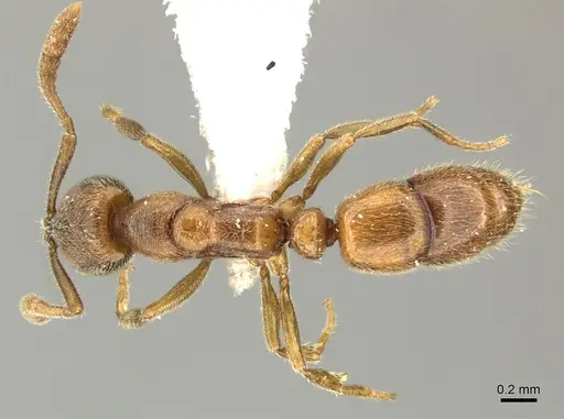 Ponera testacea specimen CASENT0906705 image casent0906705_1