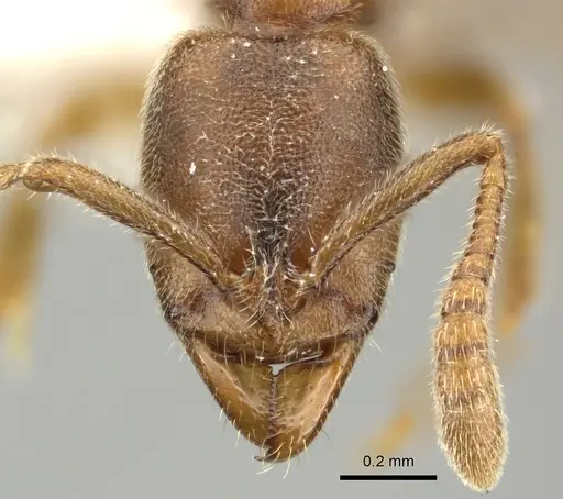 Ponera testacea specimen CASENT0906705 image casent0906705_2