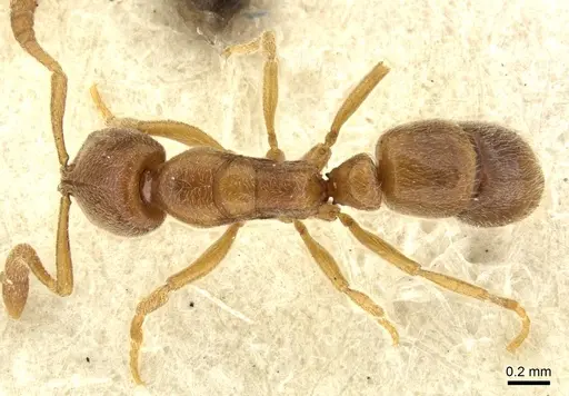 Ponera testacea specimen CASENT0906719 image casent0906719_1