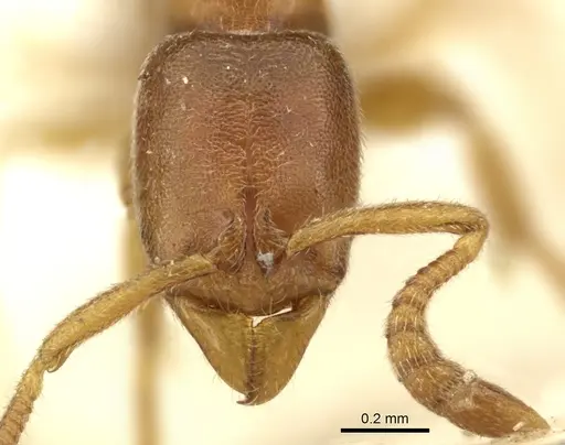 Ponera testacea specimen CASENT0906719 image casent0906719_2