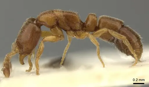 Ponera testacea specimen CASENT0906719 image casent0906719_3