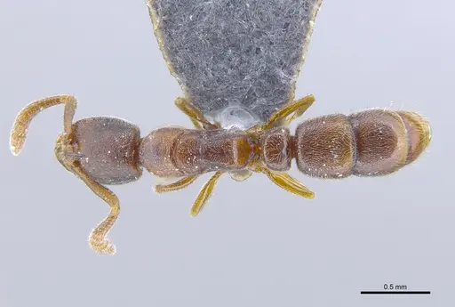 Ponera tudigong specimen CASENT0872070 image casent0872070_1