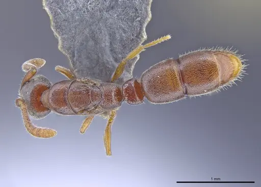 Ponera tudigong specimen CASENT0872071 image casent0872071_1