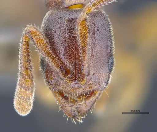 Ponera tudigong specimen CASENT0872071 image casent0872071_2