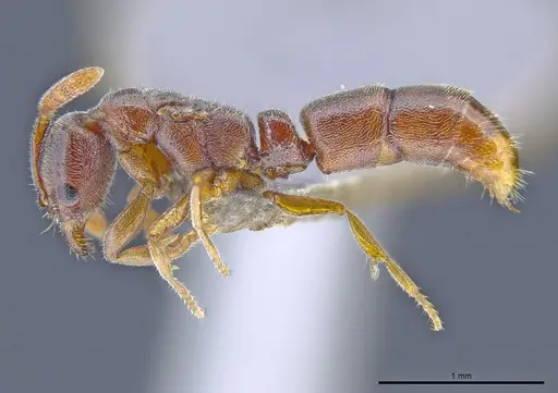 Ponera tudigong specimen CASENT0872071 image casent0872071_3