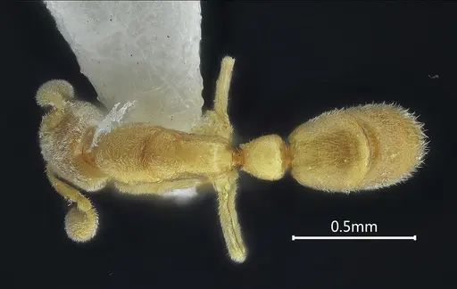 Ponera xantha specimen ANTWEB1060525 image antweb1060525_1