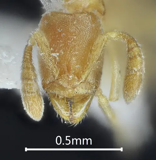 Ponera xantha specimen ANTWEB1060525 image antweb1060525_2