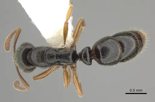 Ponera xenagos specimen CASENT0249238 image casent0249238_1
