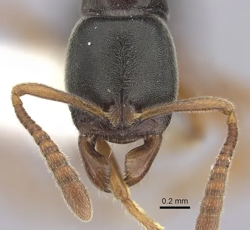 Ponera xenagos specimen CASENT0249238 image casent0249238_2