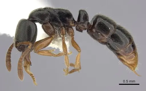 Ponera xenagos specimen CASENT0249238 image casent0249238_3