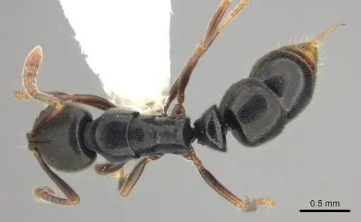 Ponera xenagos specimen CASENT0249239 image casent0249239_1