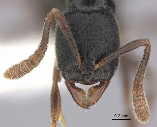 Ponera xenagos specimen CASENT0249239 image casent0249239_2