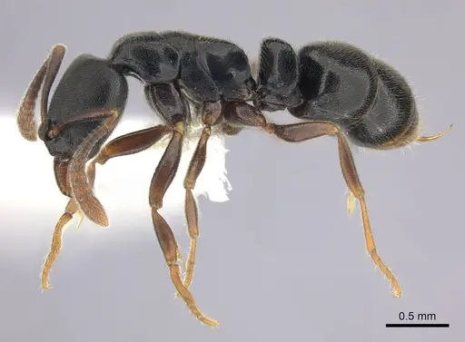 Ponera xenagos specimen CASENT0249239 image casent0249239_3